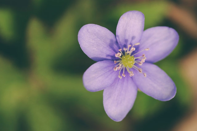 purple-flower